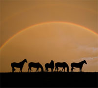 horse rainbow