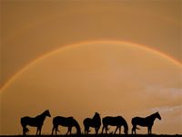 horse rainbow