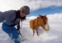 horse rescue gopro