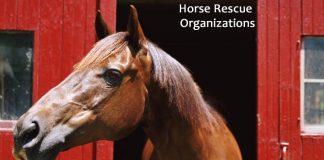 horse rescue orgs