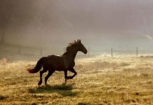 What to do if Your Horse Gets Loose horse running away