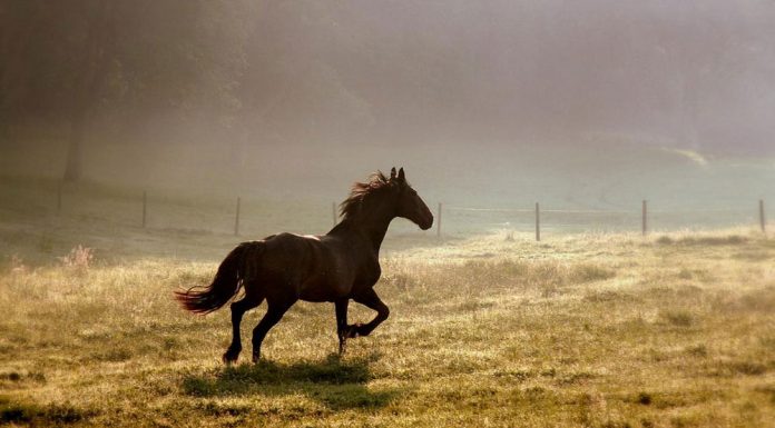 horse running away