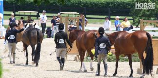 horse show ponies