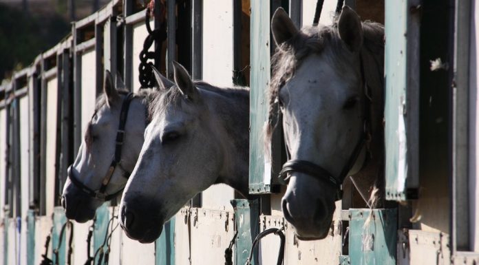 horse show stabling