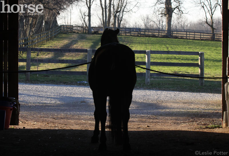 Stable Advice: Time for Riding