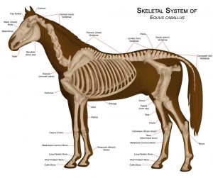 7 Facts About Your Horse’s Skeleton