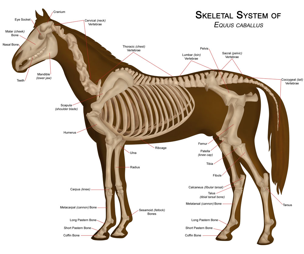 7 Facts About Your Horse's Skeleton - Horse Illustrated