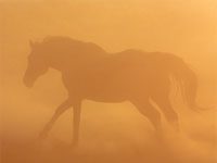 Illinois to resume slaughtering horses horse slaughter