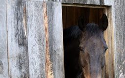 Equine herpes virus update from the American Association of Equine Practitioners horse stall window