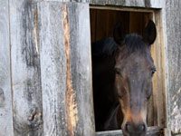 USEF Disaster Relief Fund seeks donations to help displaced Colorado horses horse stall window