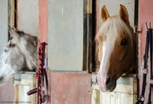 Air Quality Concerns for Stabled Horses