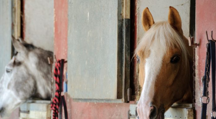 horse stalls