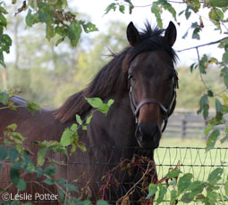 horse through leaves