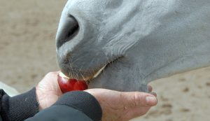 Tasty Treats For Horses
