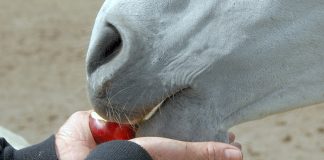 Horse eating an apple