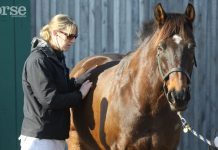 vet examining a horse
