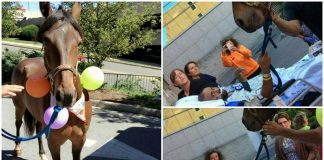 horse visits hospital