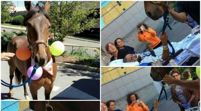 horse visits hospital