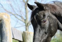 horse with grain bucket