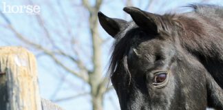 The Scoop on Senior Horse Nutrition horse with grain bucket