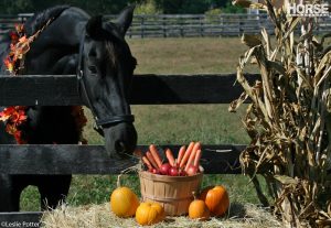 Pumpkin Treats for Horses
