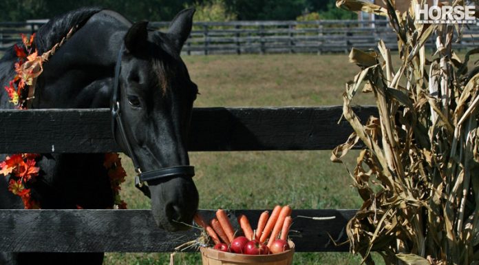 horse with pumpkin