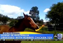 horse with rubber chicken