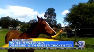 Horse with Rubber Chicken Causes Everyone to Lose Their Cool