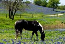 horseo purple pasture