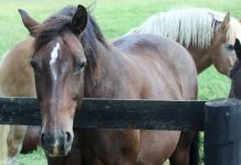 horses hanging out by fence