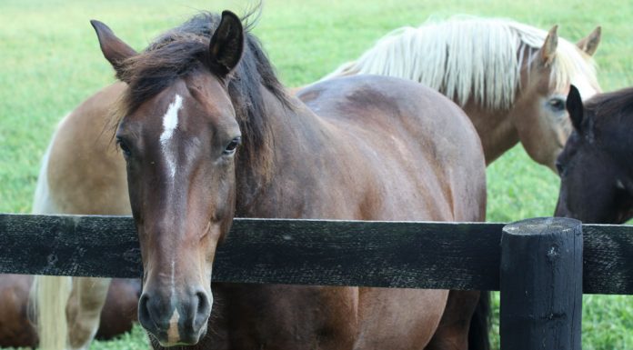 horses hanging out by fence