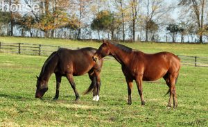 Ask the Expert: Coprophagia in Horses