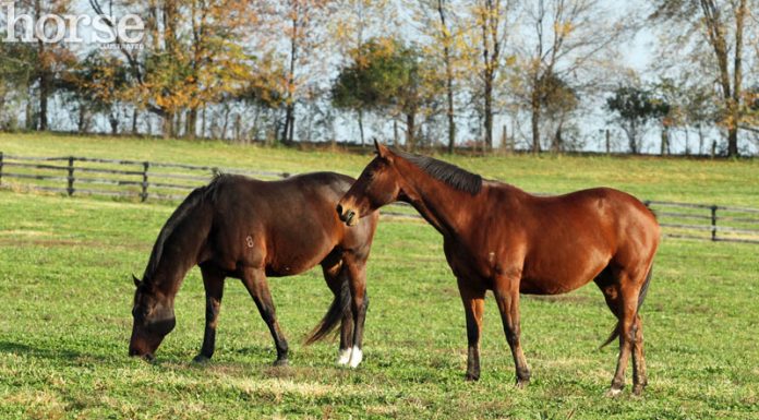 Horses in a field