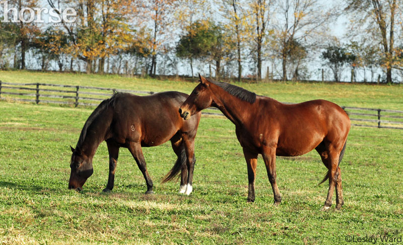 Horses in a field