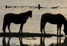 horses in flooded pasture