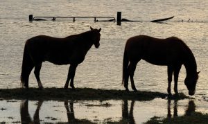 AAEP Foundation seeks donations to assist horses after Hurricane Harvey