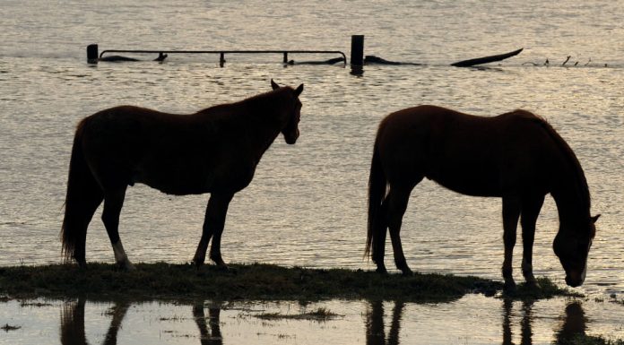horses in flooded pasture