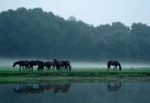 Horse Slaughter Ban Reinstated Under New Federal Budget horses in fog