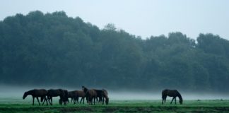 horses in fog