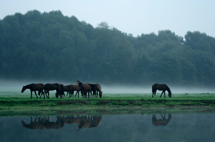 horses in fog