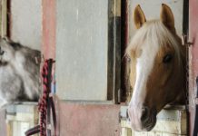 horses in stalls