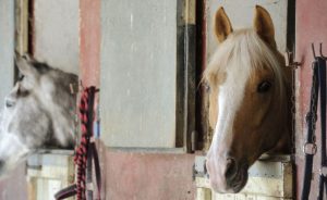 Connecticut Supreme Court Issues Ruling on “Vicious Horses” Case