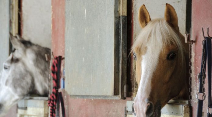 horses in stalls
