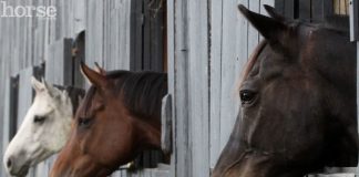 Are you ready to take in boarders? horses looking out windows
