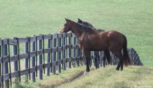Horses looking over a fence