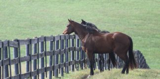 horses looking over a fence