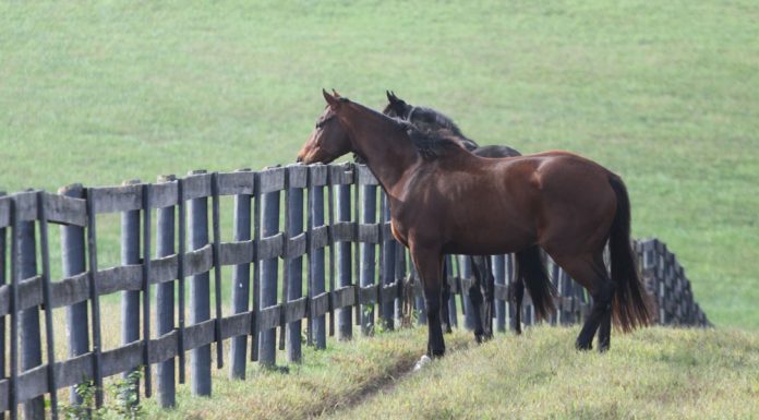 horses looking over a fence