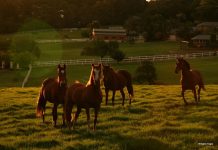 horses new south wales