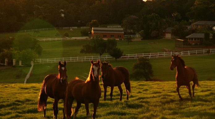 horses new south wales