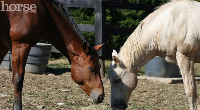 horse sharing hay